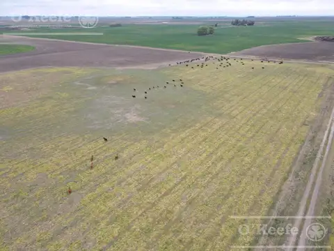 Campo en venta mixto de 338 has Bolivar