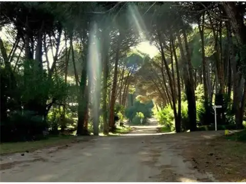 Calle Rey del Bosque