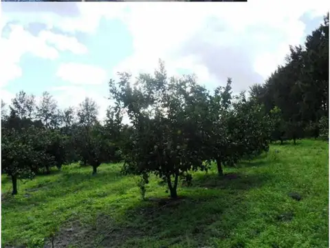Campo en Venta Agrícola