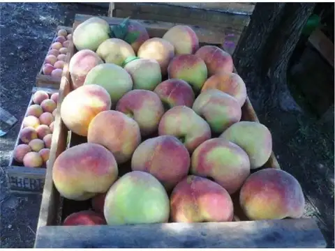 Campo en Venta de 110  ha