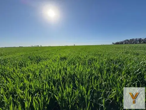 Campo en venta - 8.090.000Mts2 - Coronel Dorrego