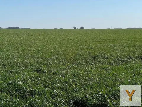 Campo en venta - 8.090.000Mts2 - Coronel Dorrego