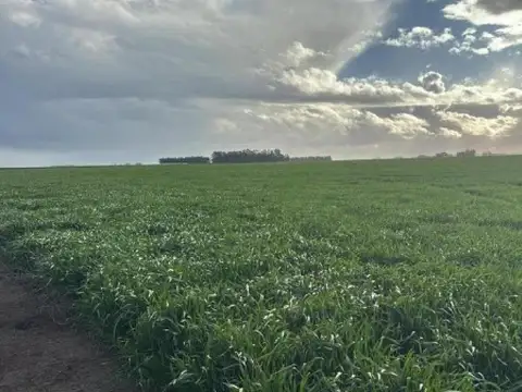 Campo en venta - 8.090.000Mts2 - Coronel Dorrego