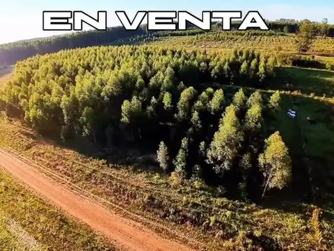 10 hectáreas, 4 forestadas