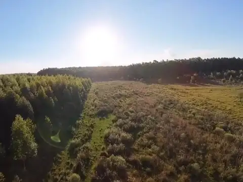 Campo en Venta Forestal