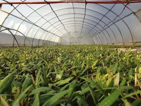 VENTA TERRENO 9,8 HECTÁREAS, CRUZ DE PIEDRA, MAIPÚ