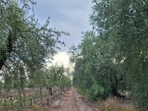 FINCA