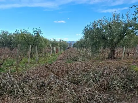 FINCA