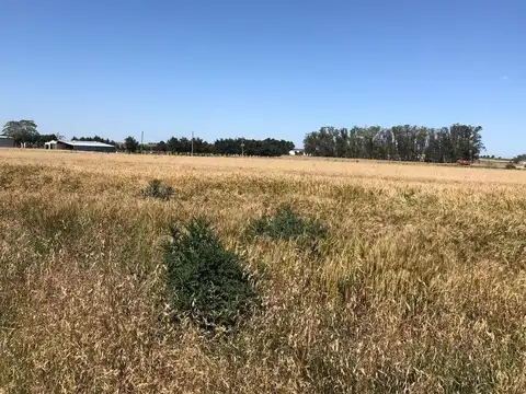 CAMPO AGRICOLA 7HAS. CARMELO-URUGUAY