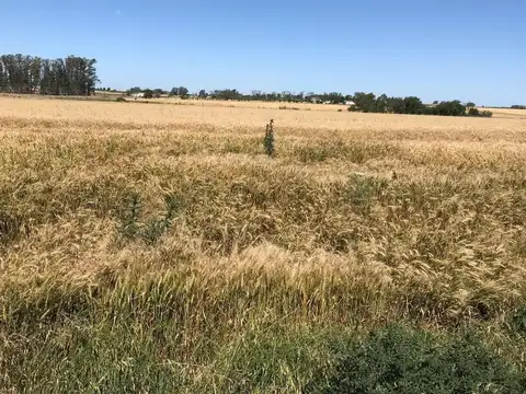 CAMPO AGRICOLA 7HAS. CARMELO-URUGUAY