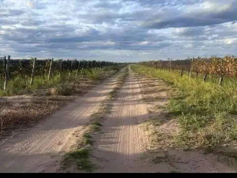 Finca vitivinicola 25 ha en santa rosa, mendoza