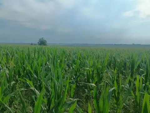 87 Hectáreas En Crucecita Séptima