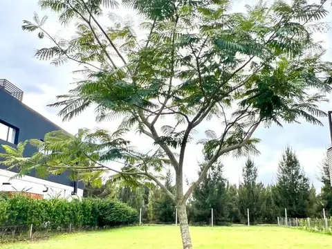 LOTE CASTAÑOS NORDELTA, RINCON DE MILBERG