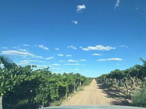 Venta finca 16 Ha. El Mirador Rivadavia Mendoza