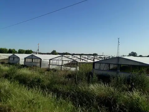 Quinta de 3 hectáreas con 25 invernáculos para producción de hortalizas.