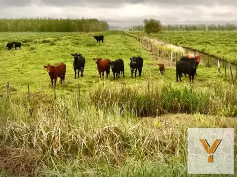 Campo en venta - 81.499Mts2 - Campana