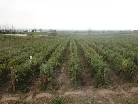 av, de los inmigrantes 1000