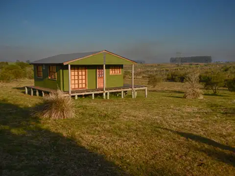Los olivos 100