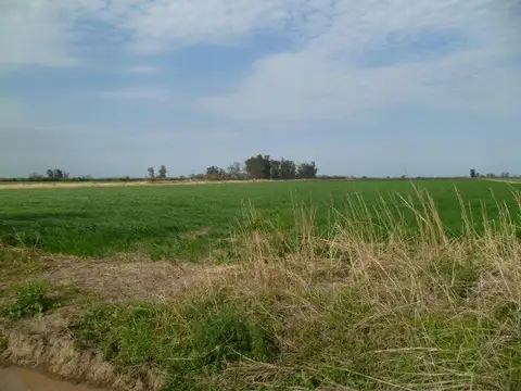 130 Has Zona Lehmann