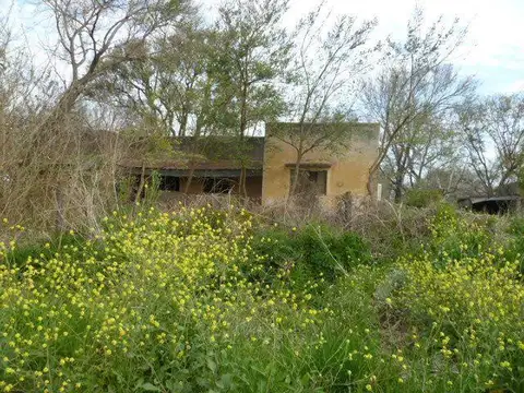 130 Has Zona Lehmann