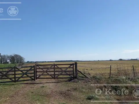 CAMPO MIXTO DE 84 HAS - 60 % AGRICOLA -  GENERAL BELGRANO