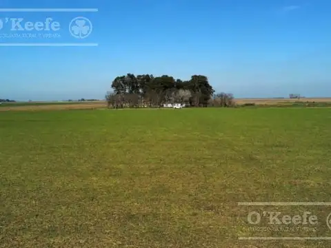 CAMPO MIXTO DE 84 HAS - 60 % AGRICOLA -  GENERAL BELGRANO