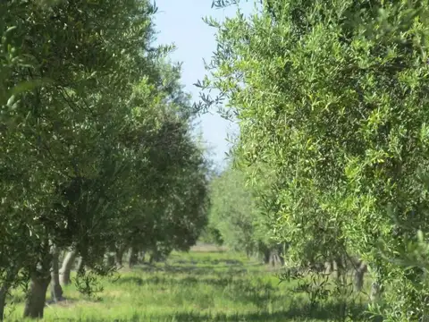 Venta finca en  produccion en maipu para barrios