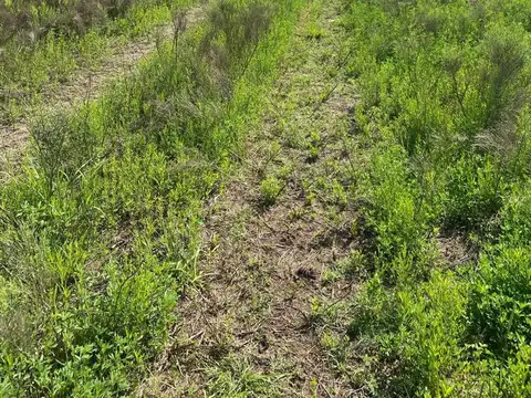 Camino Rural Campo Soso