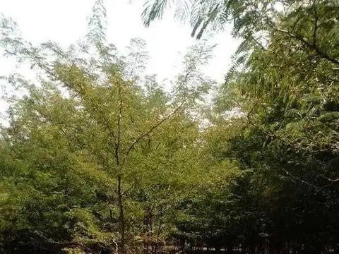 Venta lote 4 hectareas en El Cazador, Escobar
