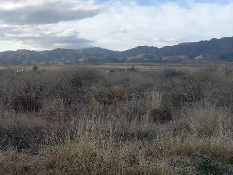 Araucarias y Reyna Mora 100