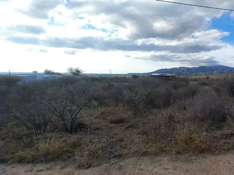 Araucarias y Reyna Mora 100