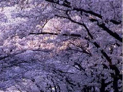 Condominio Town Kiri - Nordelta - Tigre