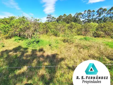 100 has zona FORESTA Y CITRÍCOLA