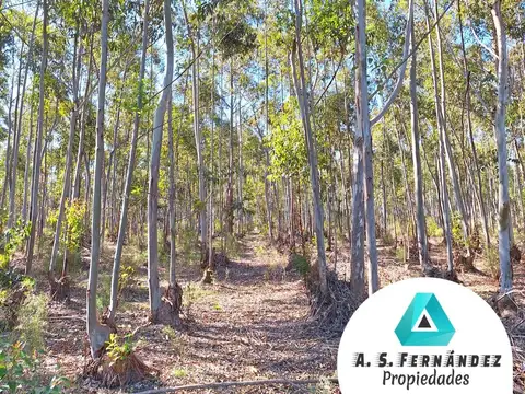 100 has zona FORESTA Y CITRÍCOLA