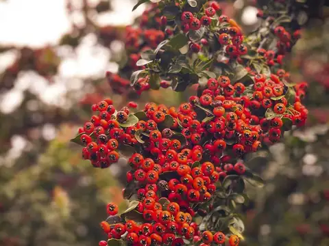 Terreno en Venta en Villa Ruiz, USD 31.000