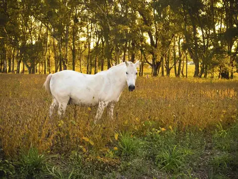 Terreno en venta - 3.587mts2 - Carlos Keen