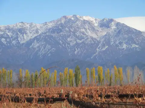 Viñedo 5.7 has. Venta Campo Cepillo Valle de Uco