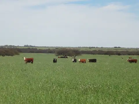 Campo en venta en Colonia Trenquenda