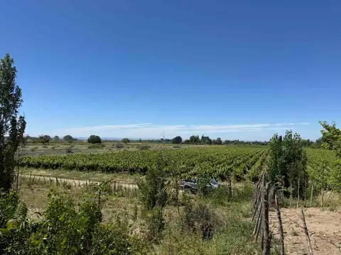 VENTA DE CAMPO/FINCA MALBEC 10HS TUPUNGATO MENDOZA