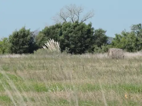 Campo en venta 360 Has en Bavio. Suelo 80 % agrícola.