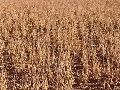 Campo en venta - 1.300 Hectáreas - San Luis