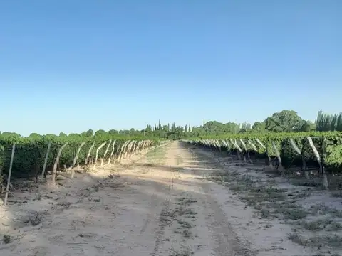 Finca medrano