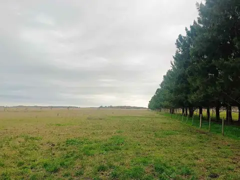 CAMPO MIXTO EN VENTA ALVAREZ JONTE - NUEZ PECÁN