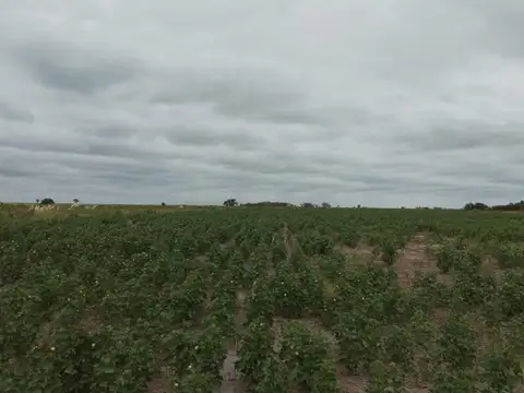 Campo Mixto 2.000 hectareas Las Avispas - Santa Fe