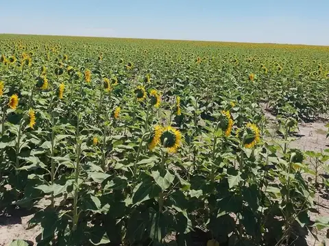 Campo Mixto 2.000 hectareas Las Avispas - Santa Fe