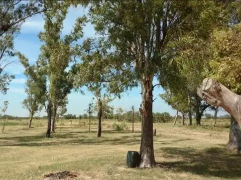 Las Avispas Camino Rural