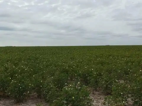 Campo Mixto 2.000 hectareas Las Avispas - Santa Fe