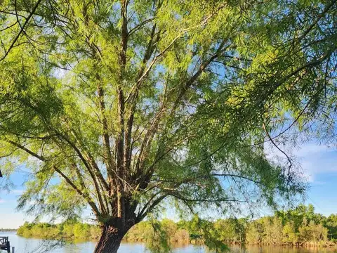 Isla la Invernada - Parana Viejo