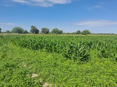 Venta campo Lugones Santiago del Estero