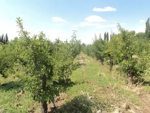 Finca - San Rafael
